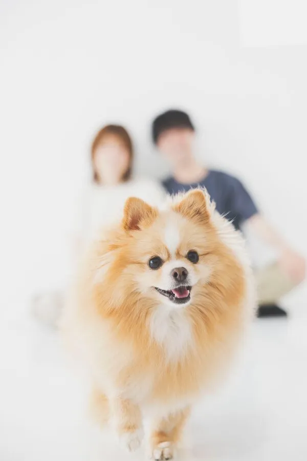 こちらに向かってくる犬