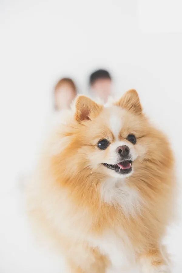 満面の笑みを浮かべる犬