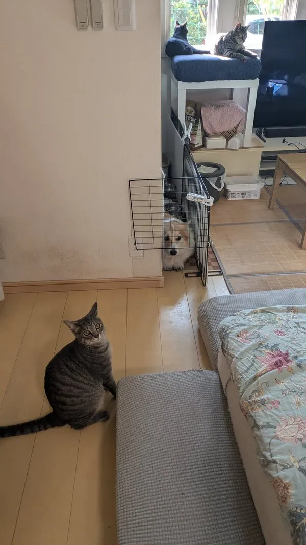 振り返って何かを訴える猫