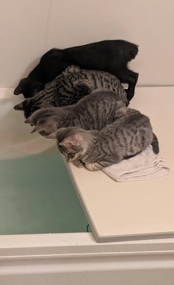 並んでいる4匹の猫