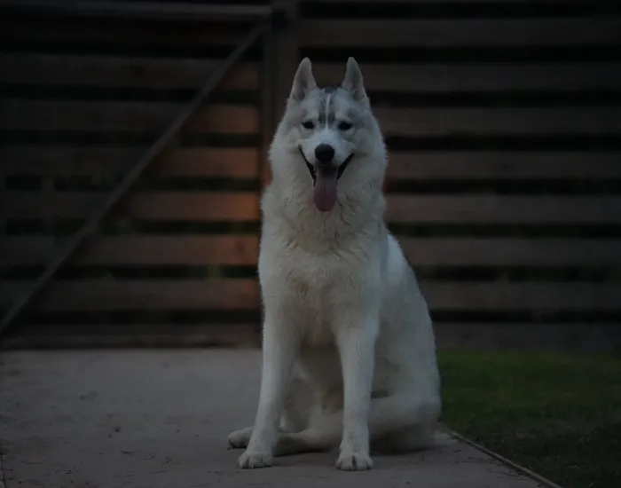 カメラを見つめる犬