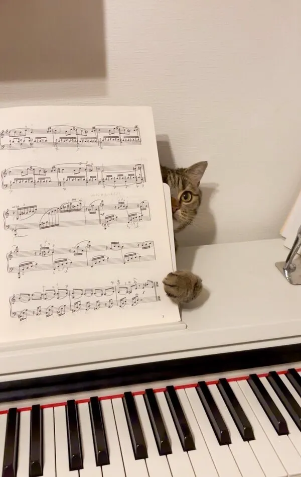 楽譜を押さえる猫