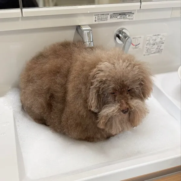 ふわふわの毛並みの犬