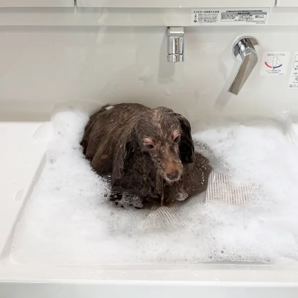 毛がぺたんこになった犬