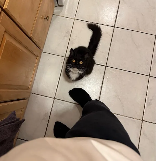 飼い主さんを見上げる猫