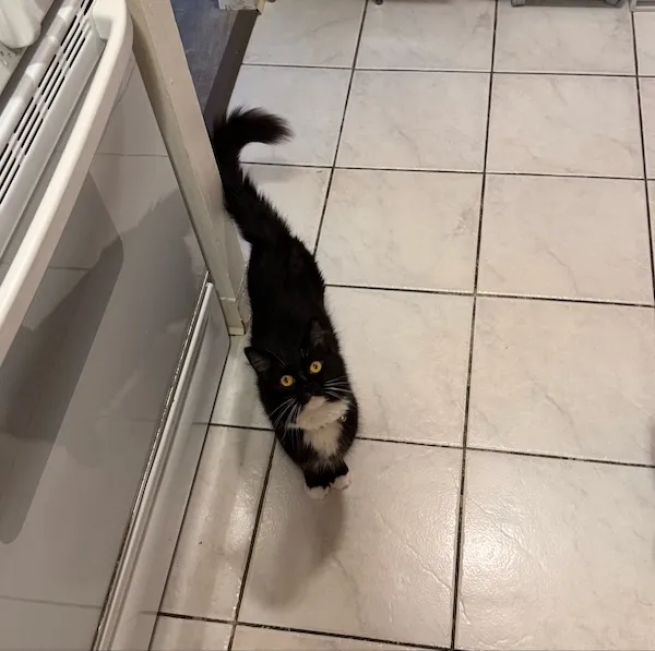おやつを期待する猫の写真