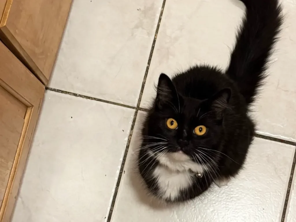おやつを期待する猫の写真