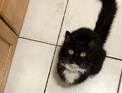 おやつを期待する猫の写真
