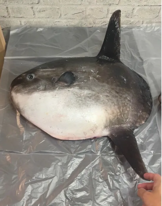 マンボウの姿