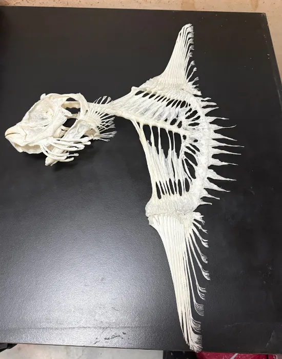 マンボウの骨