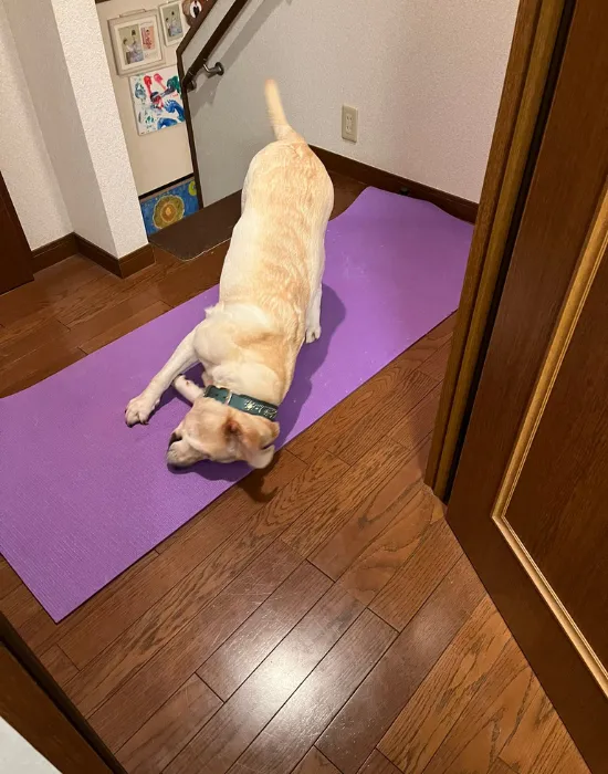 ヨガマットの上でポーズをする犬