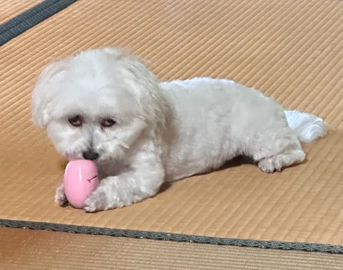 こちらを睨みつける犬