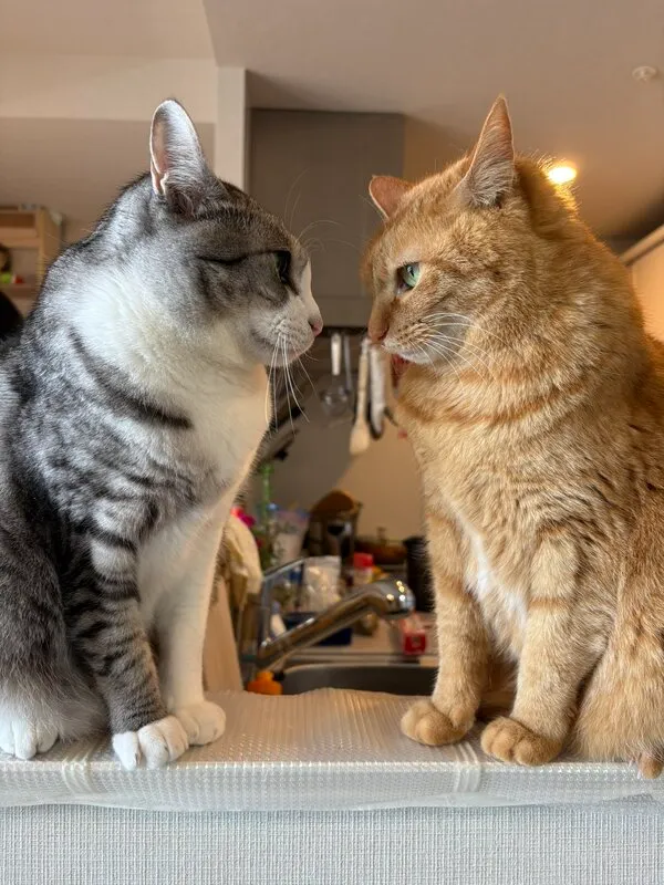 向かい合う猫