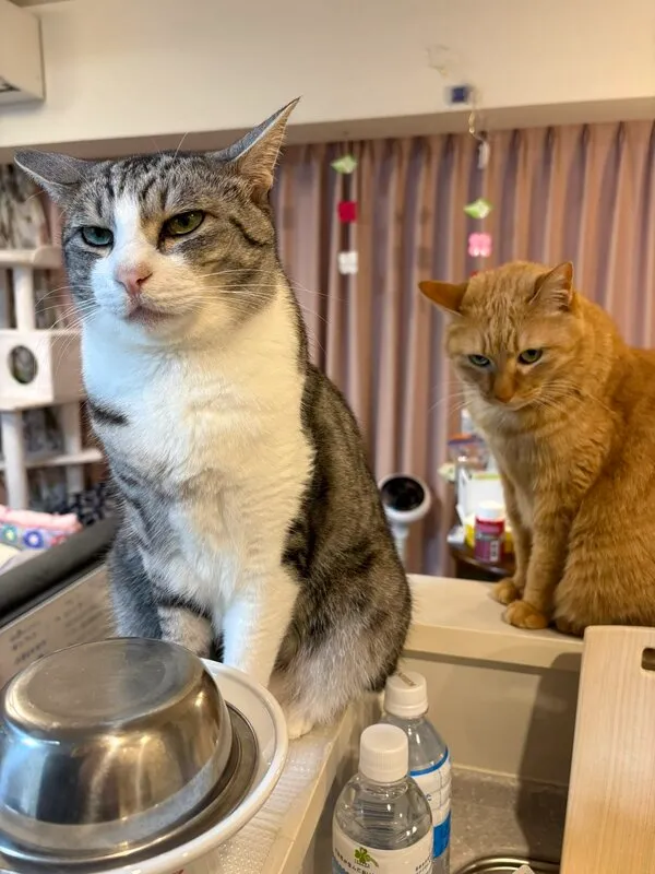背後から視線を送る猫