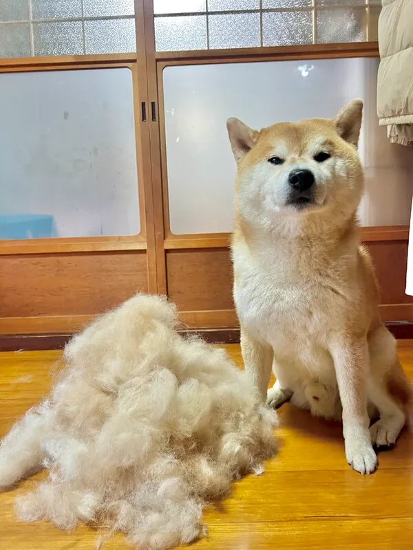 大量の毛と並ぶ犬