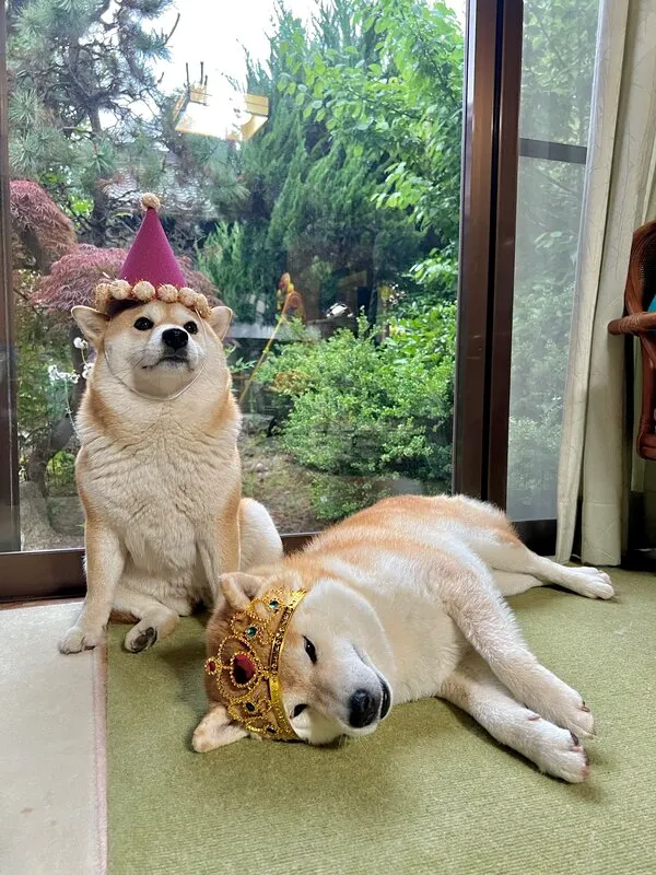 誕生日の主役犬が横たわる様子