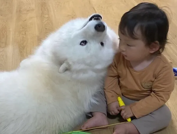 顔が逆向きになっている犬