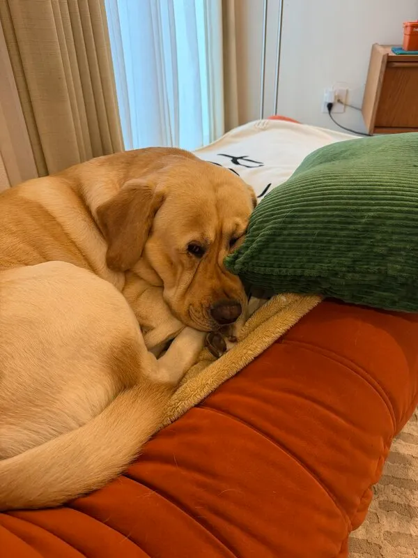 寝ている犬