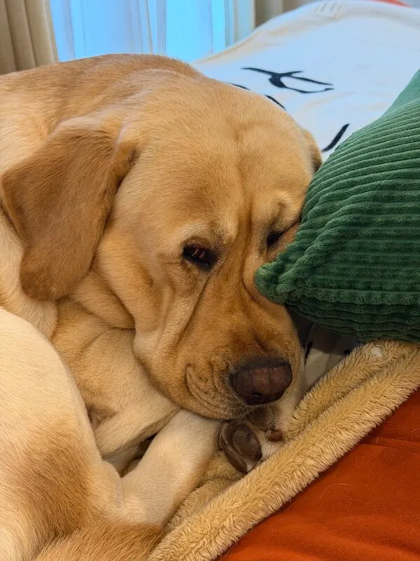 顔が潰れている犬