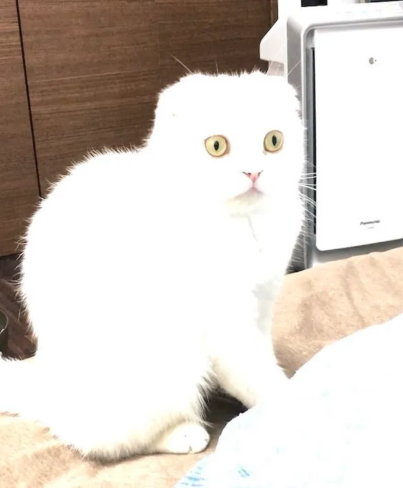 白とびした猫