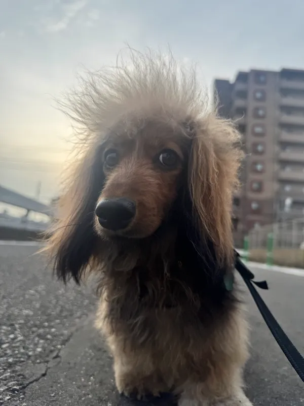 頭の毛が逆立っている犬