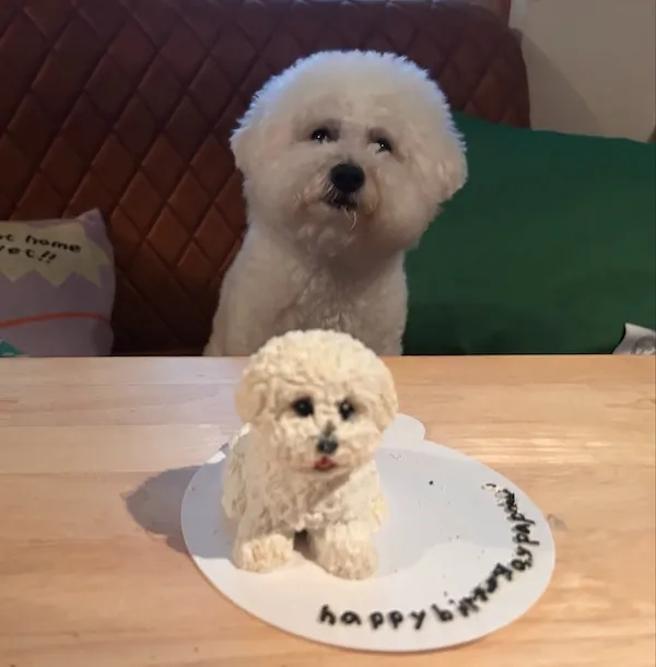 自分そっくりのスイーツを目の前にした犬