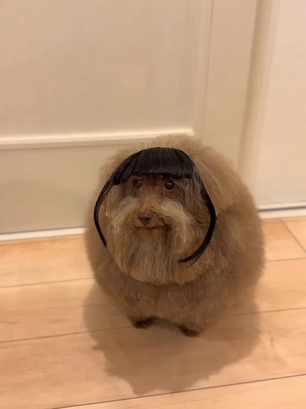 ウィッグを被った犬