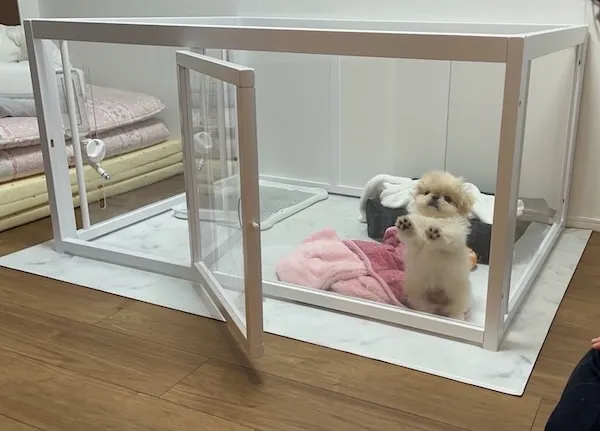 外に出たがっている犬