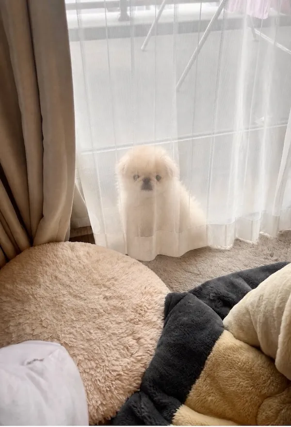 カーテンの裏に隠れる犬