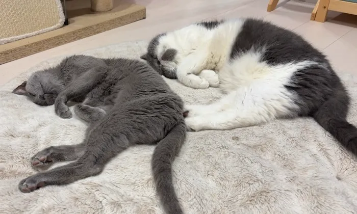 2匹揃って寝そべっている様子