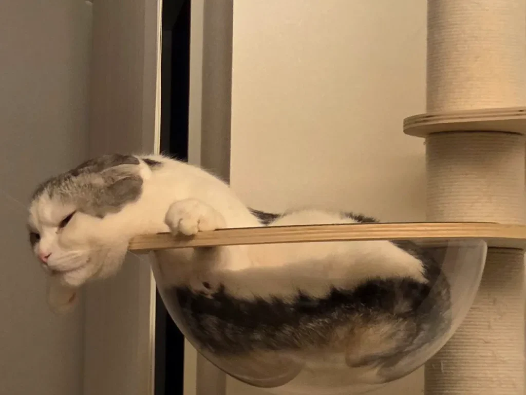 スコティッシュフォールドのセラくんがキャットタワーのクリアボウルの中でくつろぐ画像