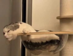スコティッシュフォールドのセラくんがキャットタワーのクリアボウルの中でくつろぐ画像