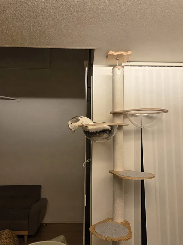 スコティッシュフォールドのセラくんがキャットタワーのクリアボウルの中でくつろぐ画像