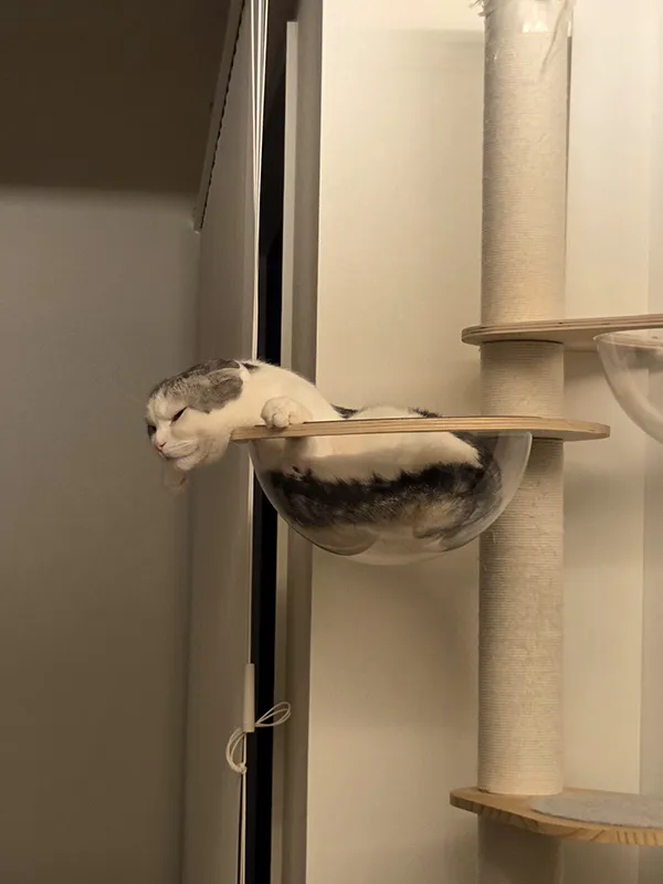スコティッシュフォールドのセラくんがキャットタワーのクリアボウルの中でくつろぐ画像