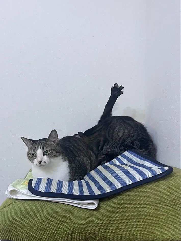 猫の写真