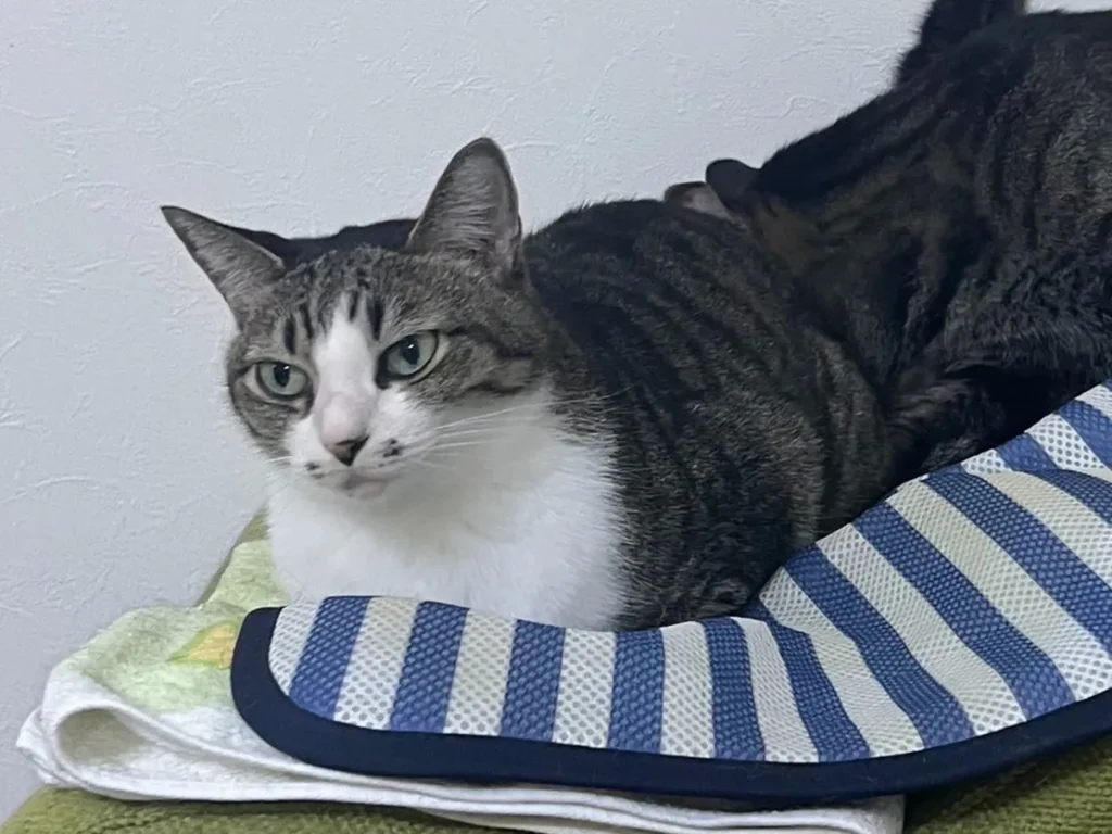 猫の写真