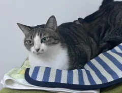 猫の写真