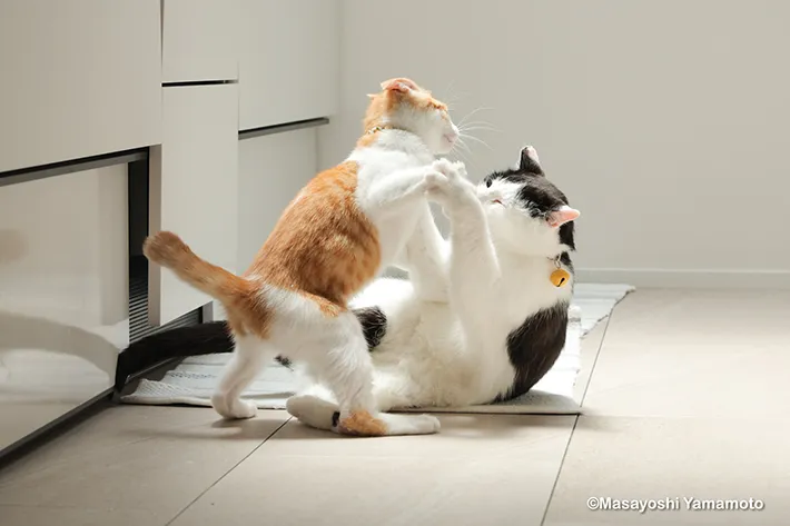 猫のセロくんとてんちゃんの画像