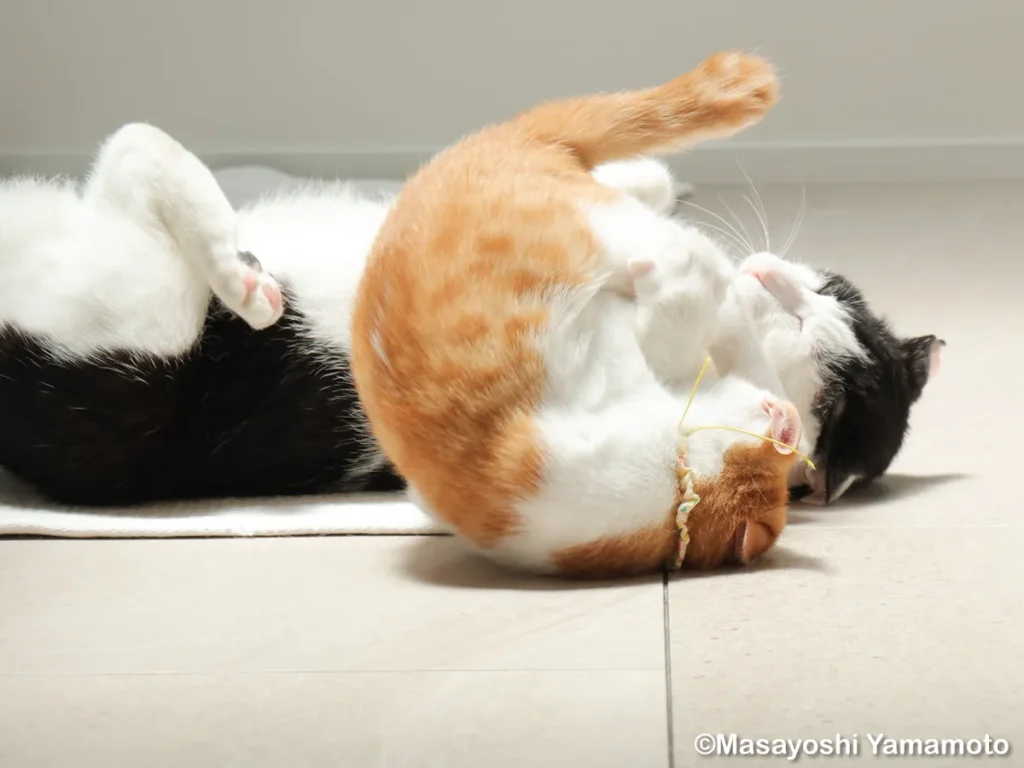 猫のセロくんとてんちゃんの画像