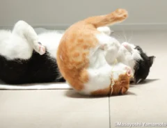 猫のセロくんとてんちゃんの画像