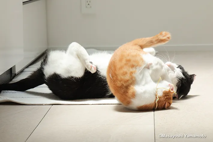 猫のセロくんとてんちゃんの画像