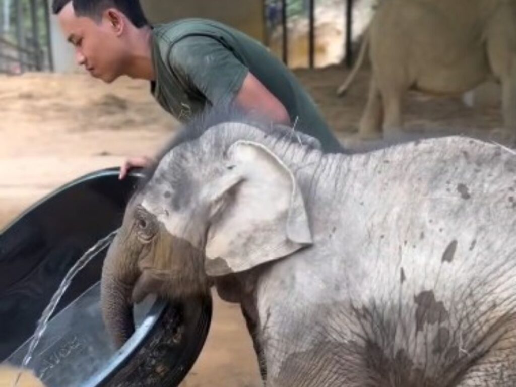 男性とゾウの写真