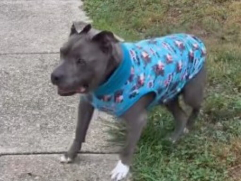 犬の写真