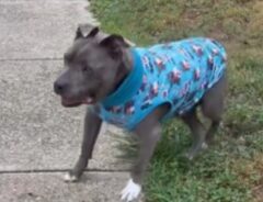 犬の写真