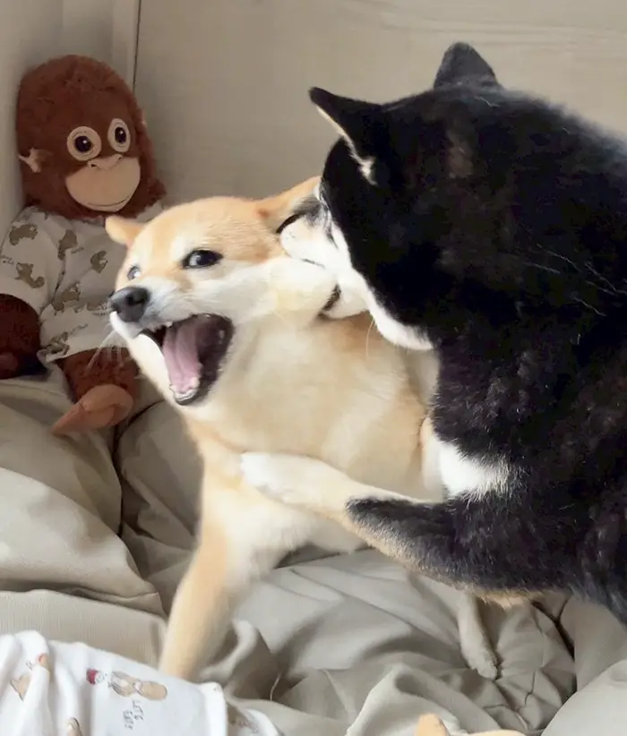 赤柴にかぶりつく黒柴の写真