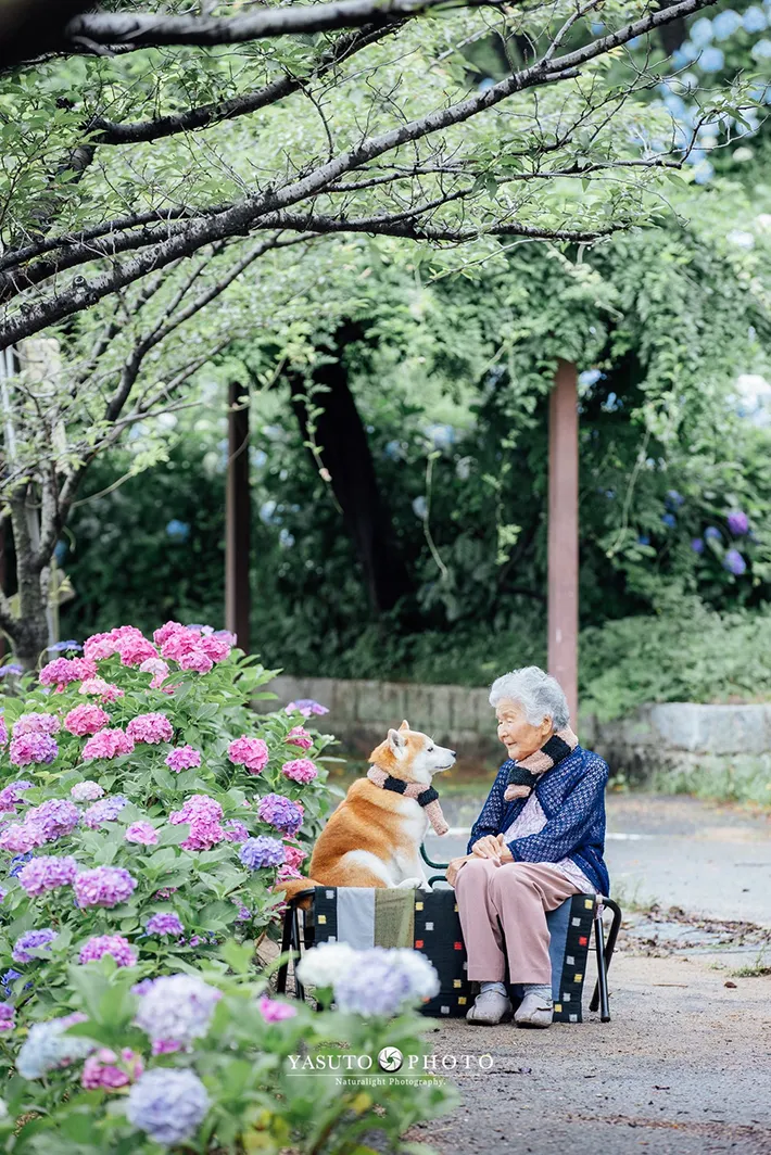 おばあちゃんと福ちゃんと紫陽花の写真