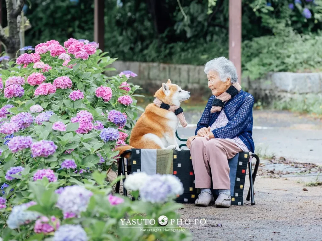 おばあちゃんと福ちゃんと紫陽花の写真