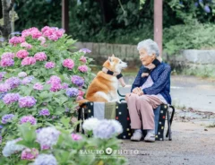 おばあちゃんと福ちゃんと紫陽花の写真