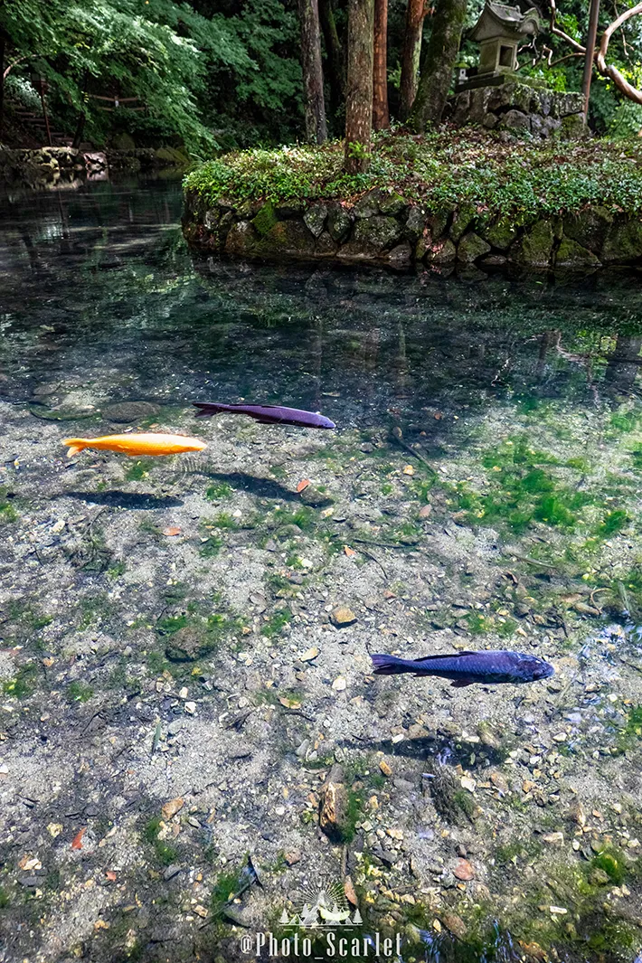 池の写真