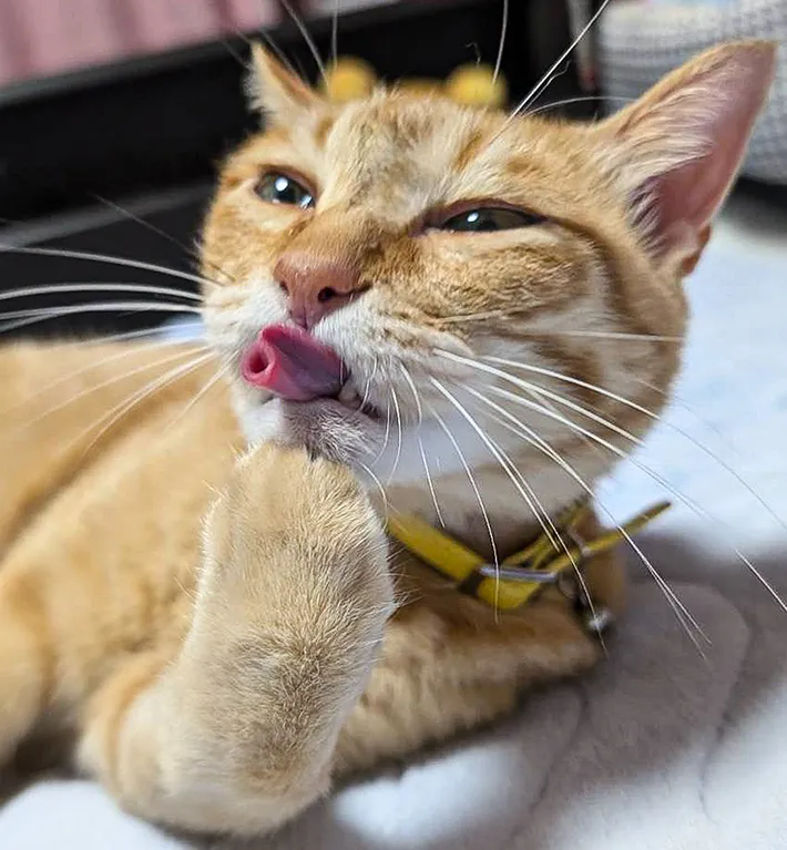 お菓子『ルマンド』のような舌の形をした猫・ぷりんちゃんの画像